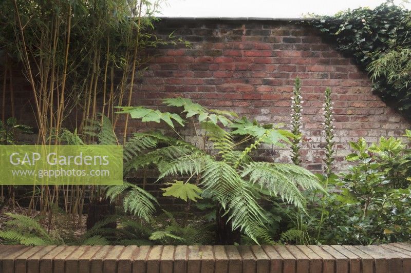  Bed against brick wall with Dicksonia antarctica, Tetrapanax papyrifer and Acanthus hungaricus 'White Lips' - August