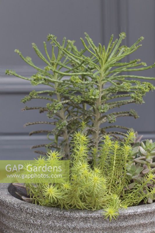 Contemporary grey resin pot filled with succulents including Kalanchoe tubiflora, Sedum rupestre 'Angelina' and graptopetalum paraguayense minor - July