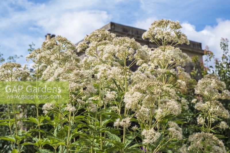 Eupatorium maculatum 'Snowball' attracting the bees