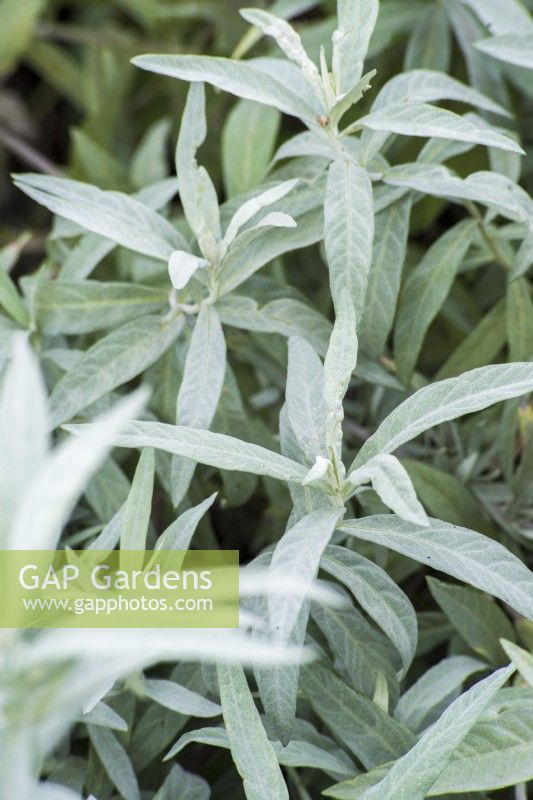 Artemisia ludoviciana 'Silver Queen'