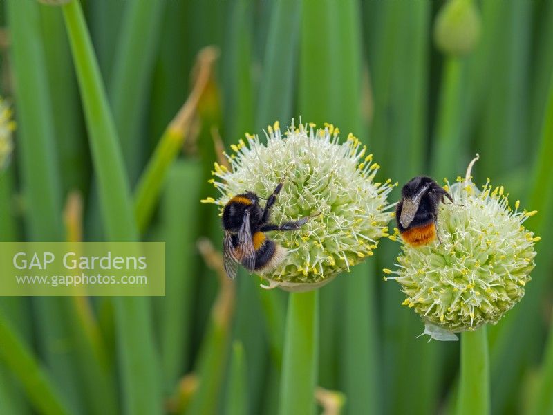 Welsh onion Allium fistulosum with bumble bees taking nectar  June