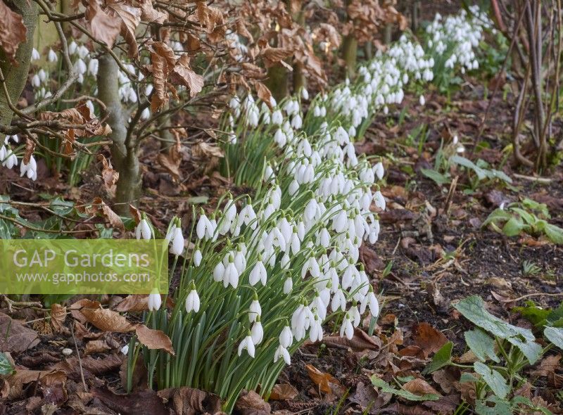 Galanthus nivalis under a beech hedge
