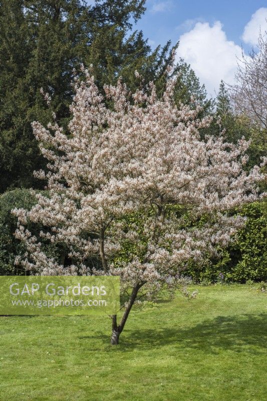 Amelanchier lamarckii in blossom