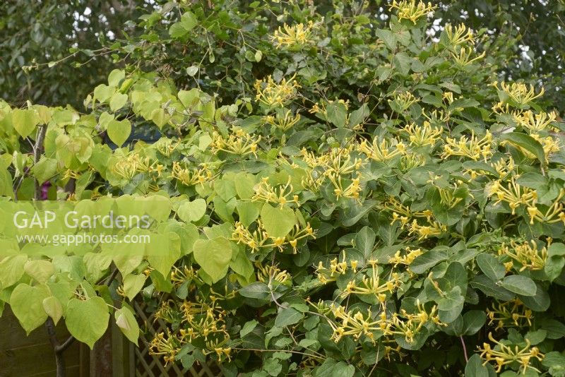 Lonicera tragophylla with Cercis canadensis 'Hearts of Gold'