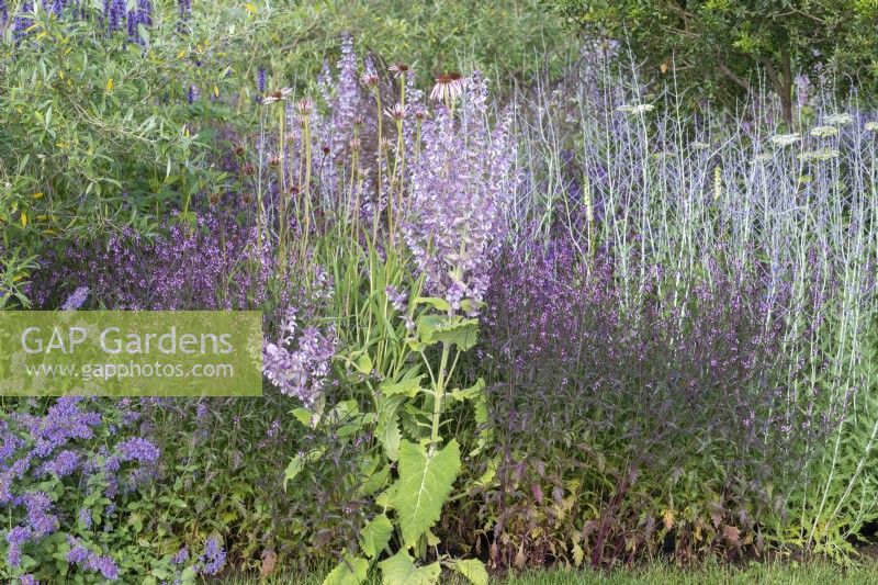 Iconic Horticultural Hero Garden. A Climate Resilient Perennial Meadow. Hampton Court Flower Festival 2021. Planting combination of Salvia turkestanica, Perovskia 'Blue Spire' and  Verbena officinalis 'Bampton'.