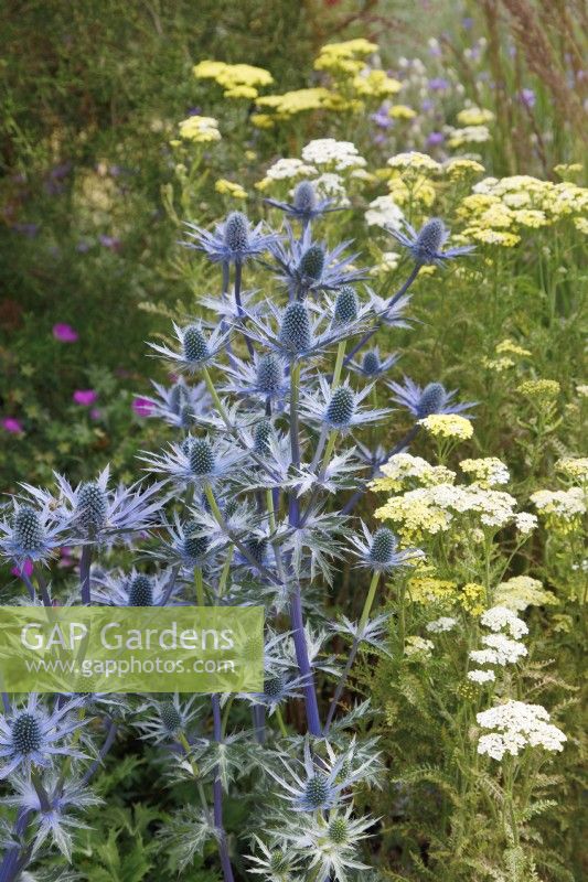 In the RHS Iconic Horticultural Hero Garden by Tom Stuart-Smith, the planting includes Eryngium zabelli 'Big Blue' and Achillea 'Credo'