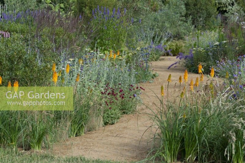 Iconic Horticultural Hero Garden. A Climate Resilient Perennial Meadow. Hampton Court Flower Festival 2021. A path winds through prairie style beds planted with kniphofia, agastache, nepeta, scabious, achillea, catanache and ornamental grasses.
