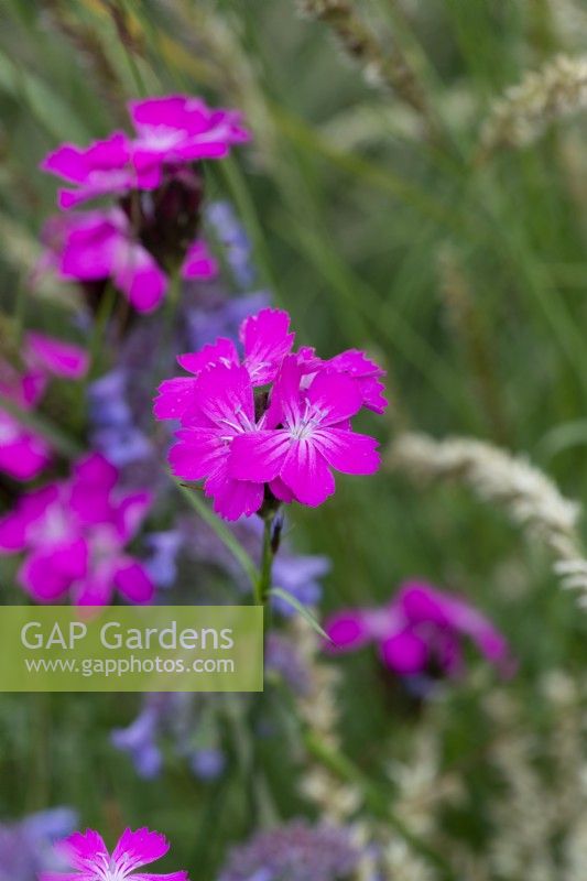Dianthus carthusianorum, a lanky perennial flowering from July