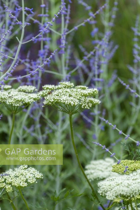 Cenolophium denudatum, a cow parsley like perennial flowering from June.