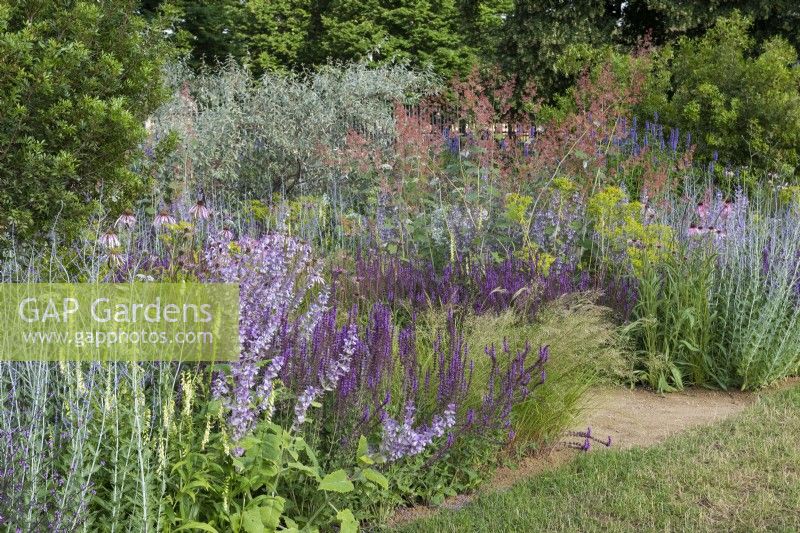  Iconic Horticultural Hero Garden. A Climate Resilient Perennial Meadow. Hampton Court Flower Festival 2021. Border planted with salvia, agastache, foxglove, bupleurum, macleaya, perovskia,  echinacea and ornamental grasses.