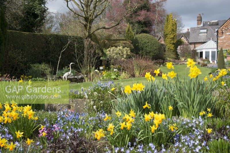 Spring borders with Chionodoxa, Narcissus, Primula and Muscari - Parm Place, NGS garden, Great Budworth, Cheshire