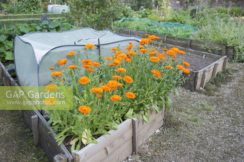 Raised wooden vegetable beds with Calendula officinalis in kitchen garden