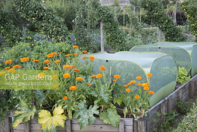 Raised wooden vegetable beds with Calendula officinalis with courgette and pop-up crop covers 