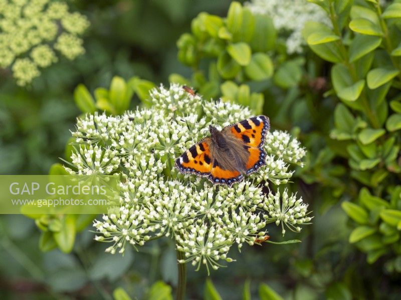 Aglais urticae - Small Tortoiseshell butterfly resting on Ammi majus - Bullwort 