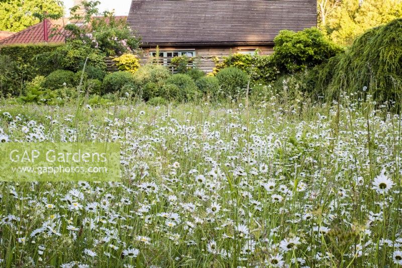 Leucanthemum Vulgare - Ox eye daisies - in wild flower meadow in front of building