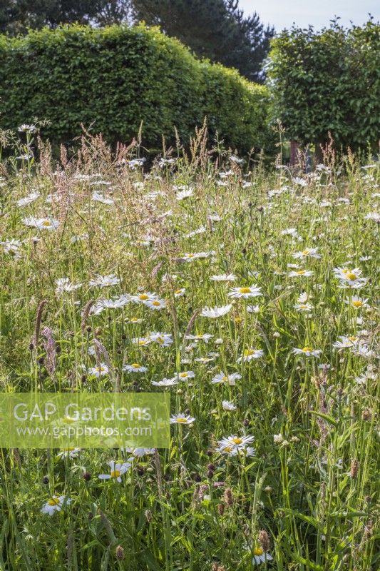 Leucanthemum vulgare - ox-eye daisies - Rumex - Docks - and grasses in June wild flower meadow with pleached Fagus hedge in background