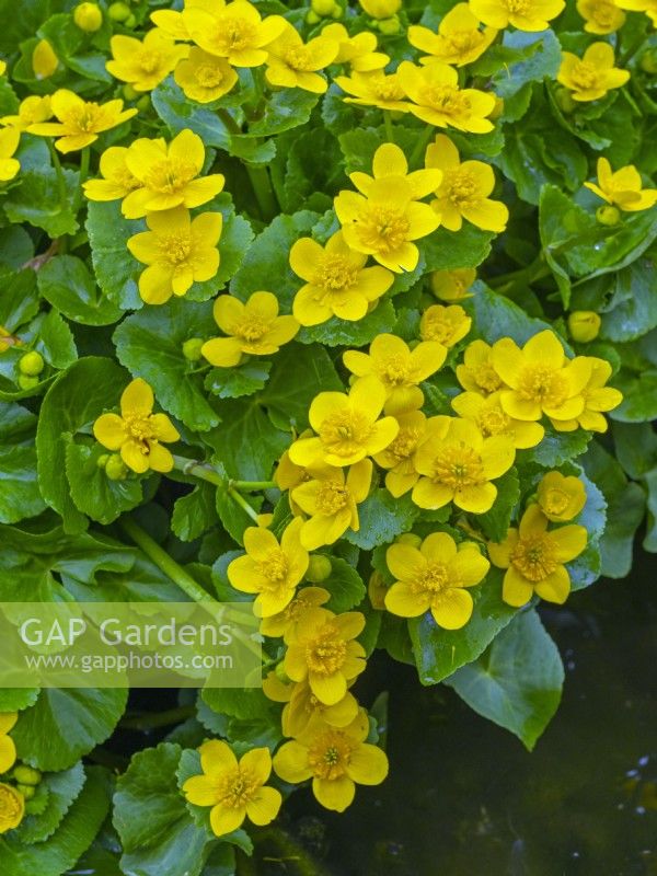Caltha palustris - Marsh marigold flowers  