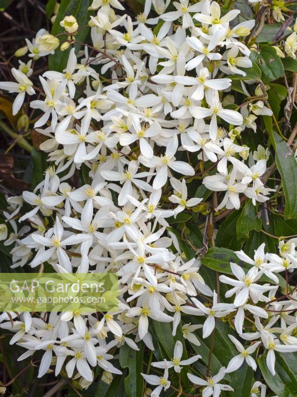 Clematis armandii Armand clematis late march Norfolk