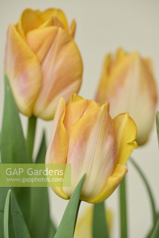 Tulipa 'Golden Dynasty'