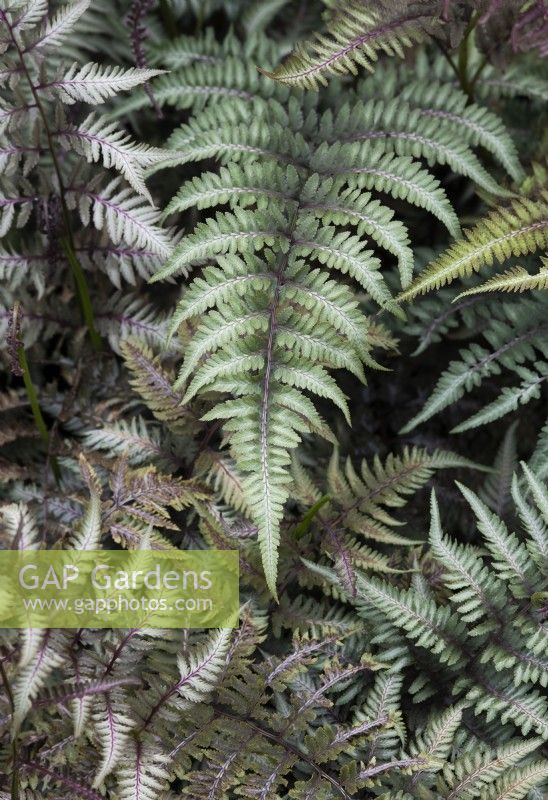 Athyrium niponicum var. pictum - Painted lady fern