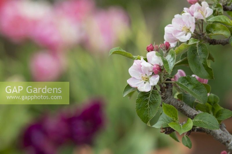 Malus domestica 'Blue moon' - Columnar apple tree blossom