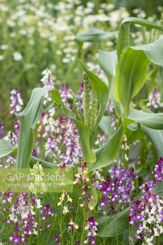 Zea mays and Linaria 'Northern lights'  - Sweetcorn Swift F1 and Toadflax 