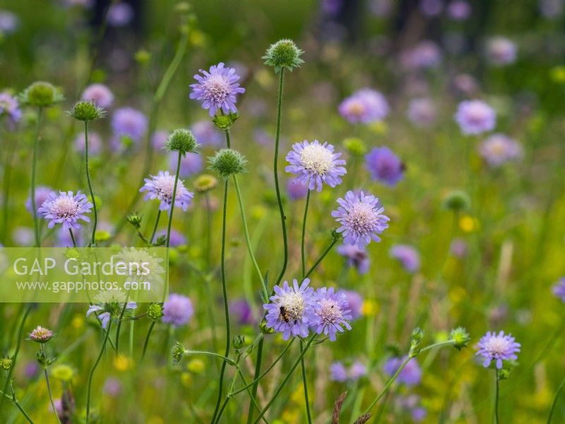 Knautia arvensis - Field Scabious  growing in grass meadow