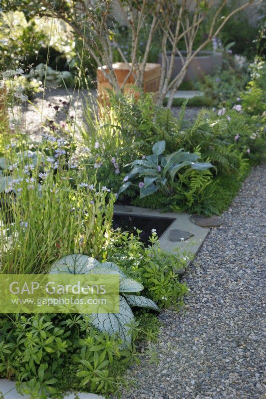 The planting by the path of compacted gravel includes lots of foliage interest with Brunnera macrophylla 'Jack Frost' in The Communication Garden - Designer: Amelia Bouquet - Sponsors: London Stone, Practicality Brown, Urbis Design -
