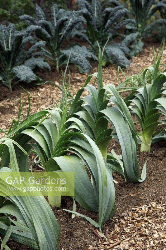 Leek 'Cumbria' in the RHS No Dig Allotment Demonstration Garden in Association with Charles Dowding and Stephanie Hafferty