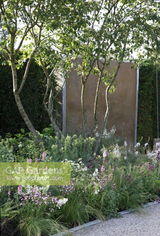 In The Viking Friluftsliv Garden, a multi stemmed Amelanchier is underplanted with flowers and grasses- Designer: Will Williams -Sponsor: Viking