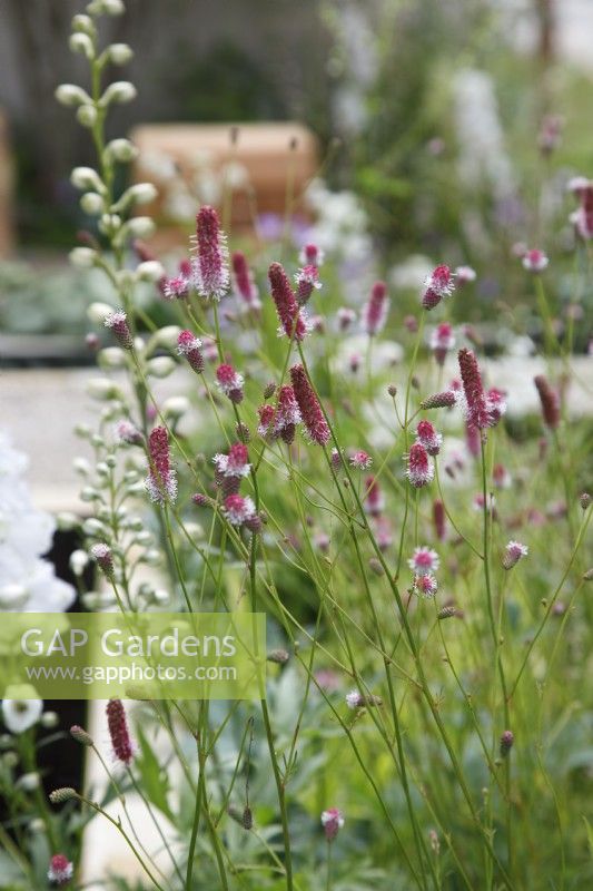 Sanguisorba officinalis 'Pink Tanna' in The Communication Garden - Designer: Amelia Bouquet - Sponsors: London Stone, Practicality Brown, Urbis Design -