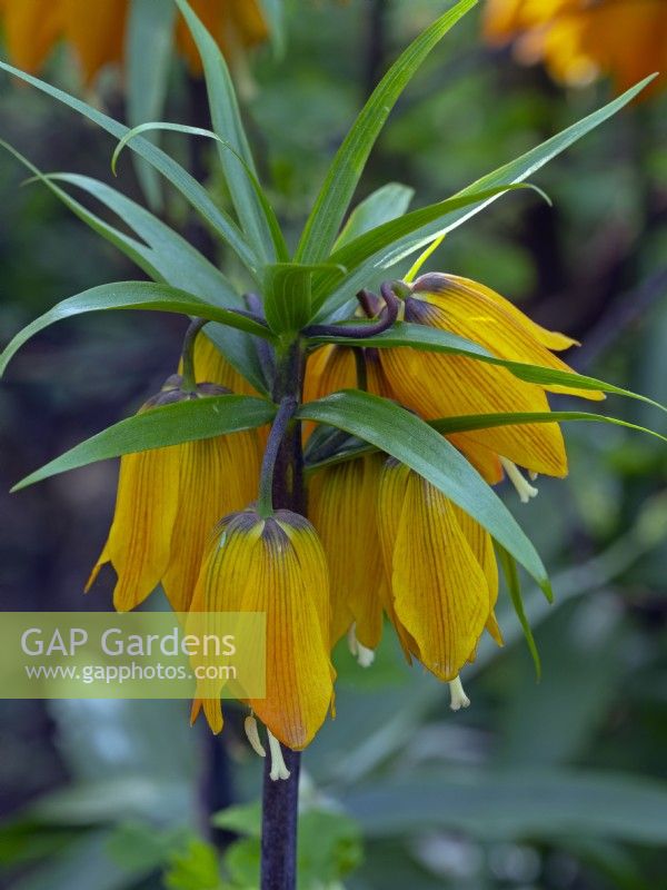 Fritillaria imperialis 'Early Magic' in spring