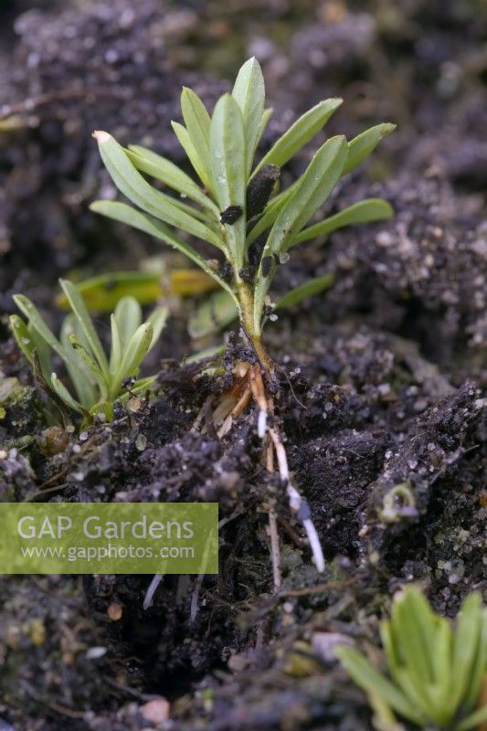 Softwood cutting of Daphne taken early May and potted into a very gritty compost in mid June