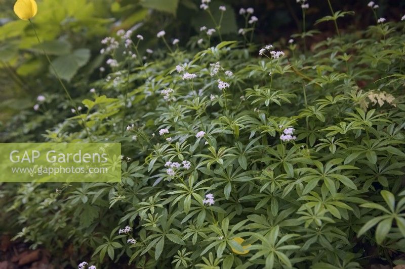 Galium odoratum - Woodruff growing in shade