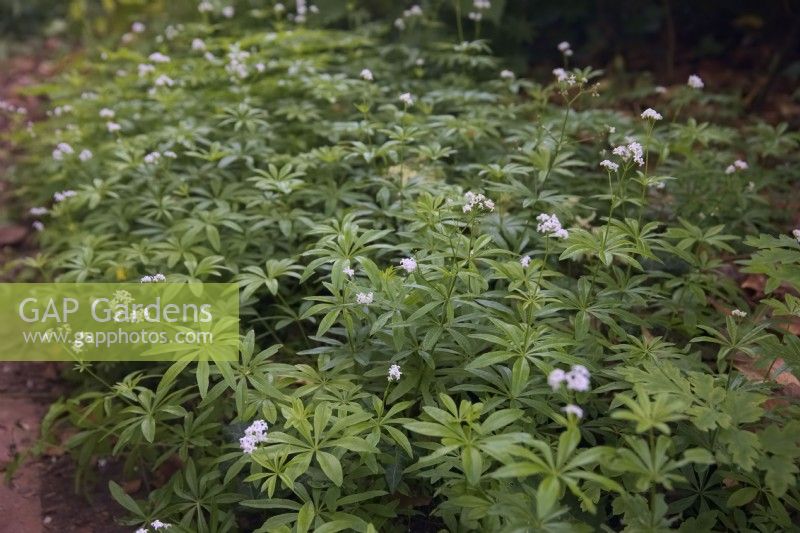 Galium odoratum - Woodruff growing in shade