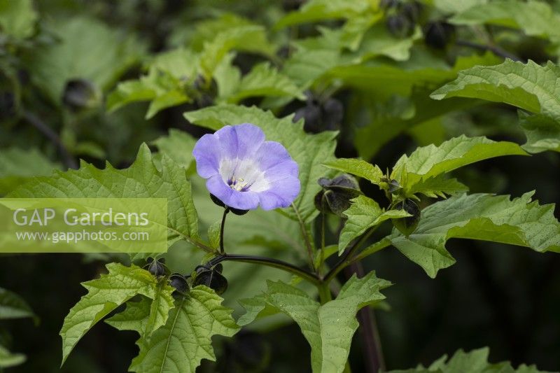 Nicandra physalodes - Shoo fly plant