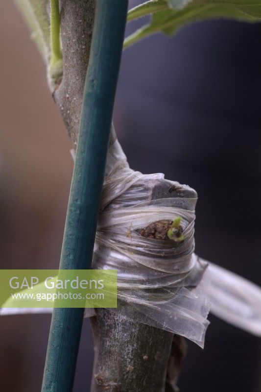 Expanding stem of a grafted Malus - partial cutting of tape and supporting the stem with a cane to allow expansion