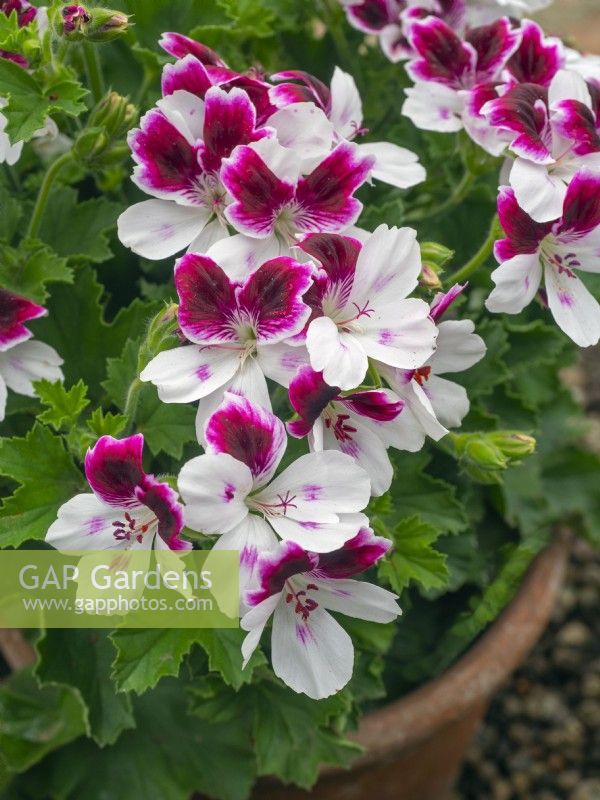 Pelargonium 'Australian Mystery'  May Norfolk