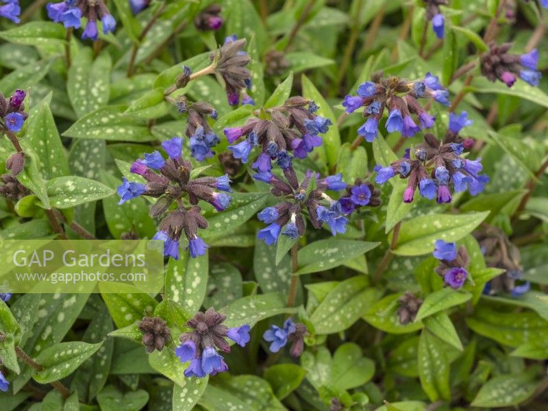 Pulmonaria 'Weetwood Blue' in flower mid April Norfolk
