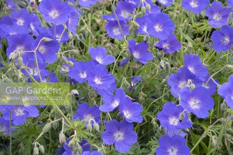 Geranium 'Johnson's Blue' at Aberglasney Gardens Carmarthenshire Wales