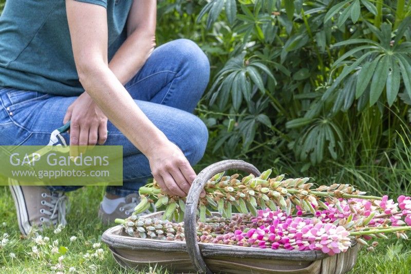 Woman placing dead Lupinus 'The Chatelaine Pink' stem in a trug