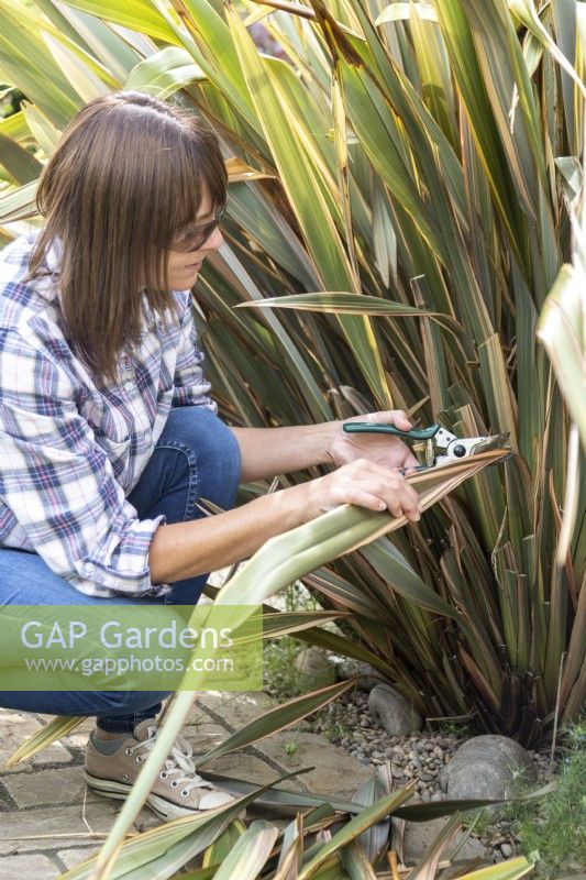 Woman cutting back Phormium