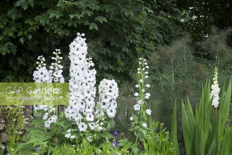 Delphinium 'Magic Fountains Pure White' and Foeniculum vulgare Purpureum