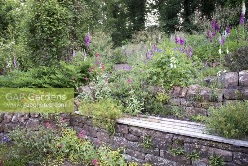 Stone retaining wall with Centranthus ruber - Red Valerian - and wooden shelf 