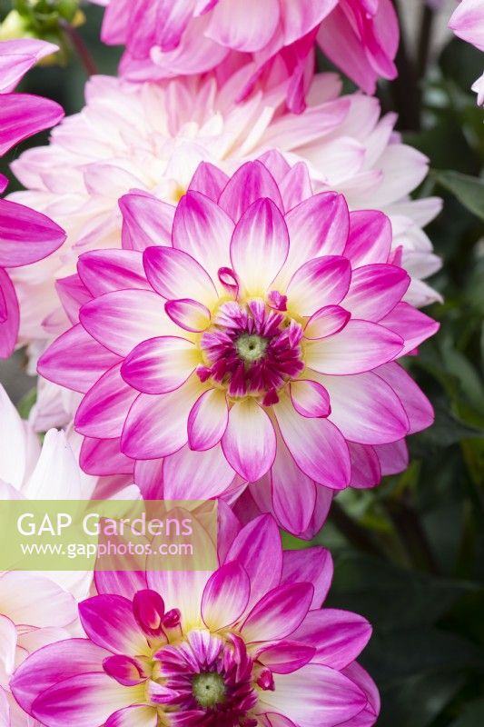 Dahlia 'Sincerity' - Decorative dahlia