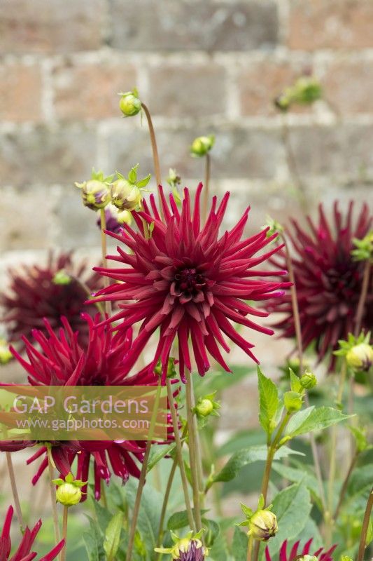 Dahlia 'Black Touch'