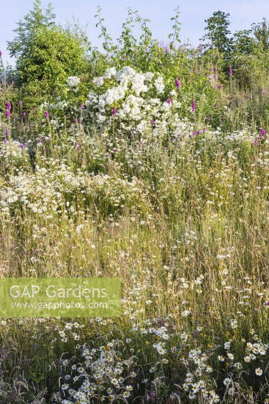 Bank planted with Oxe Eye daisies, foxgloves, grasses and Rosa filipes 'Kiftsgate'. July