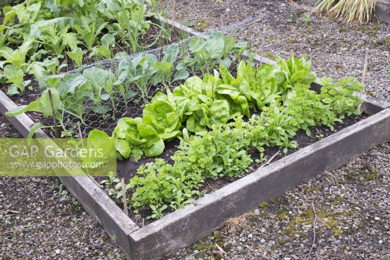 Raised bed with Parsley, Lettuce 'All Year Round', Cabbage 'Greyhound' and Spring onions