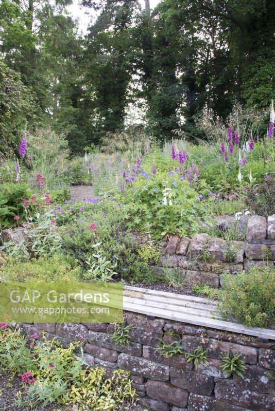 Stone retaining wall with bench and Centranthus ruber - Red Valerain - and ferns. Beyond flowerbed with Digitalis, Geranium and Stipa gigantea.  