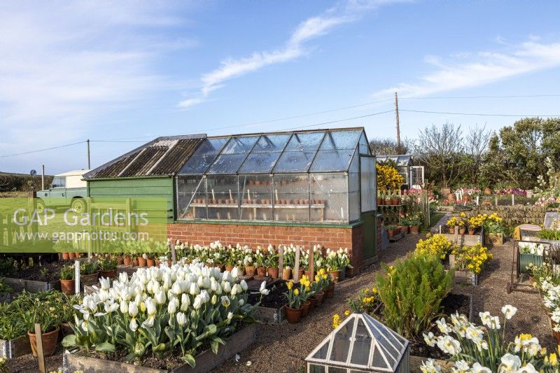 View over raised beds filled with Tulipa - Tulip - and Narcissus - Daffodil to outbuilding part greenhouse part shed. 